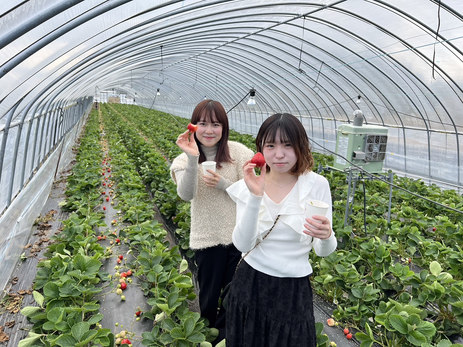 いちごファームこうじ園｜いちご狩り